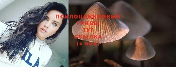 прущие грибы Вязьма