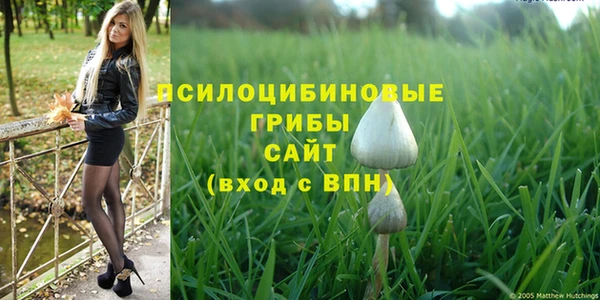 прущие грибы Вязьма